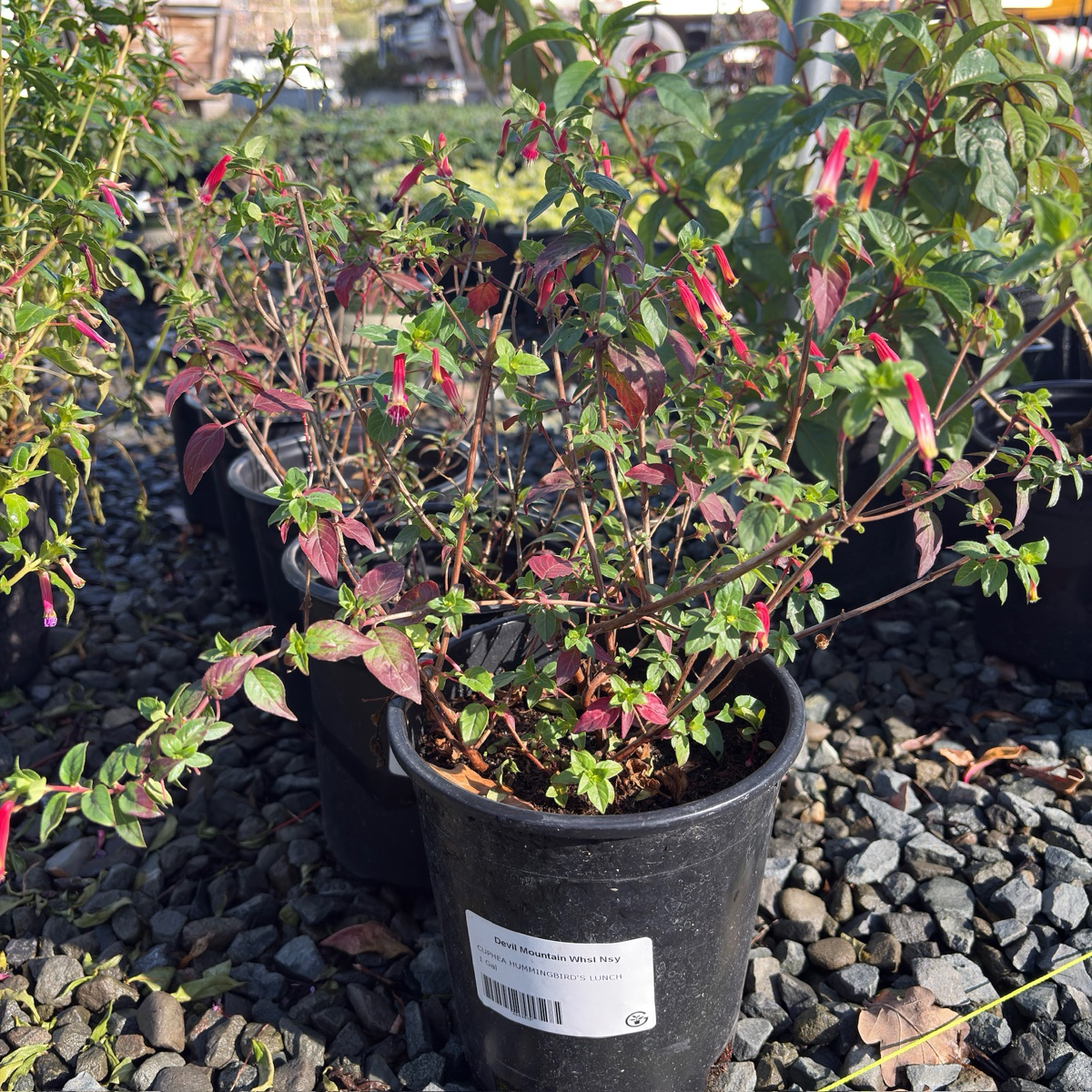 Hummingbird's Lunch Cigar Plant