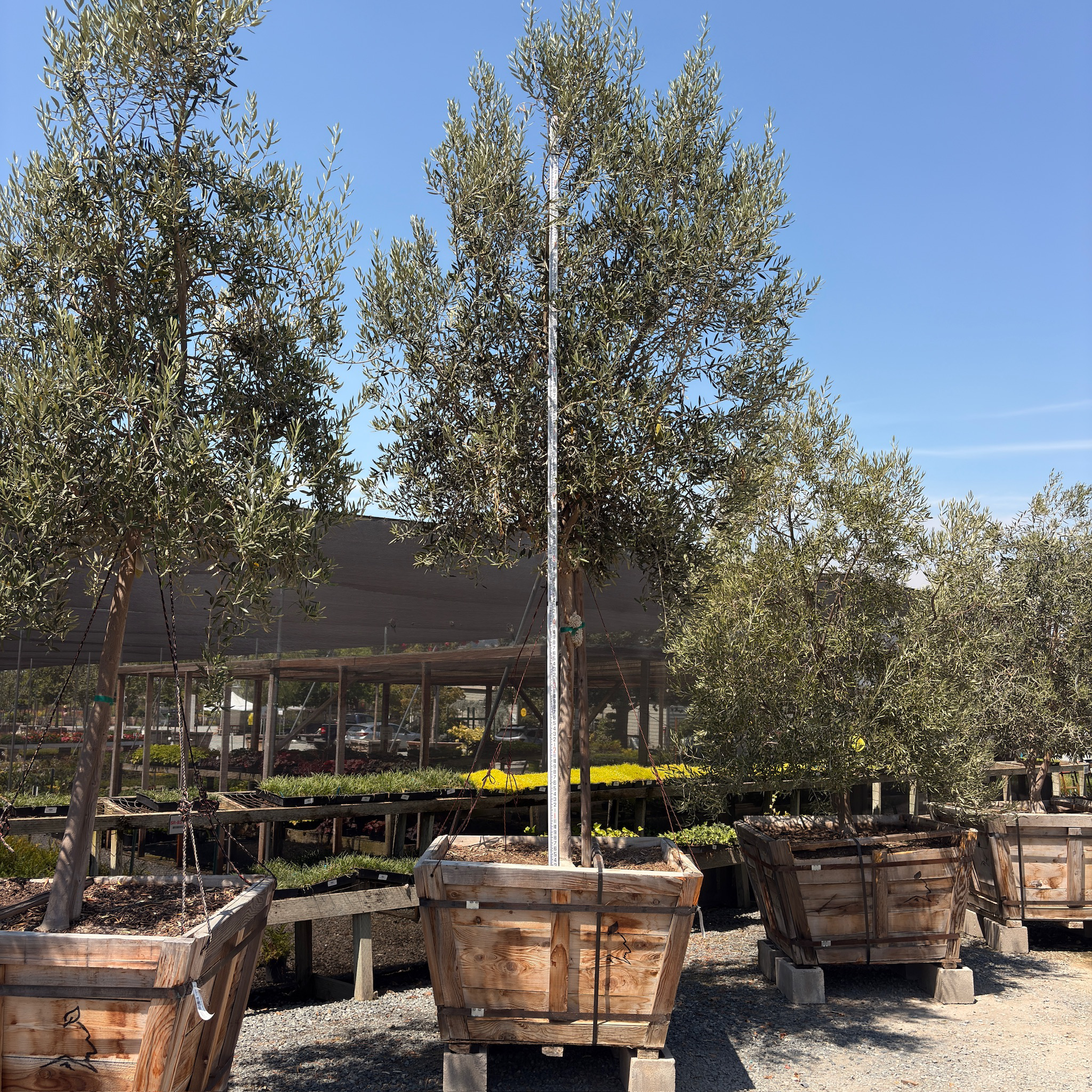 Swan Hill Olive Tree