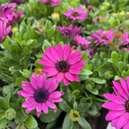 African Daisy