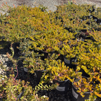 Carmel Sur Manzanita