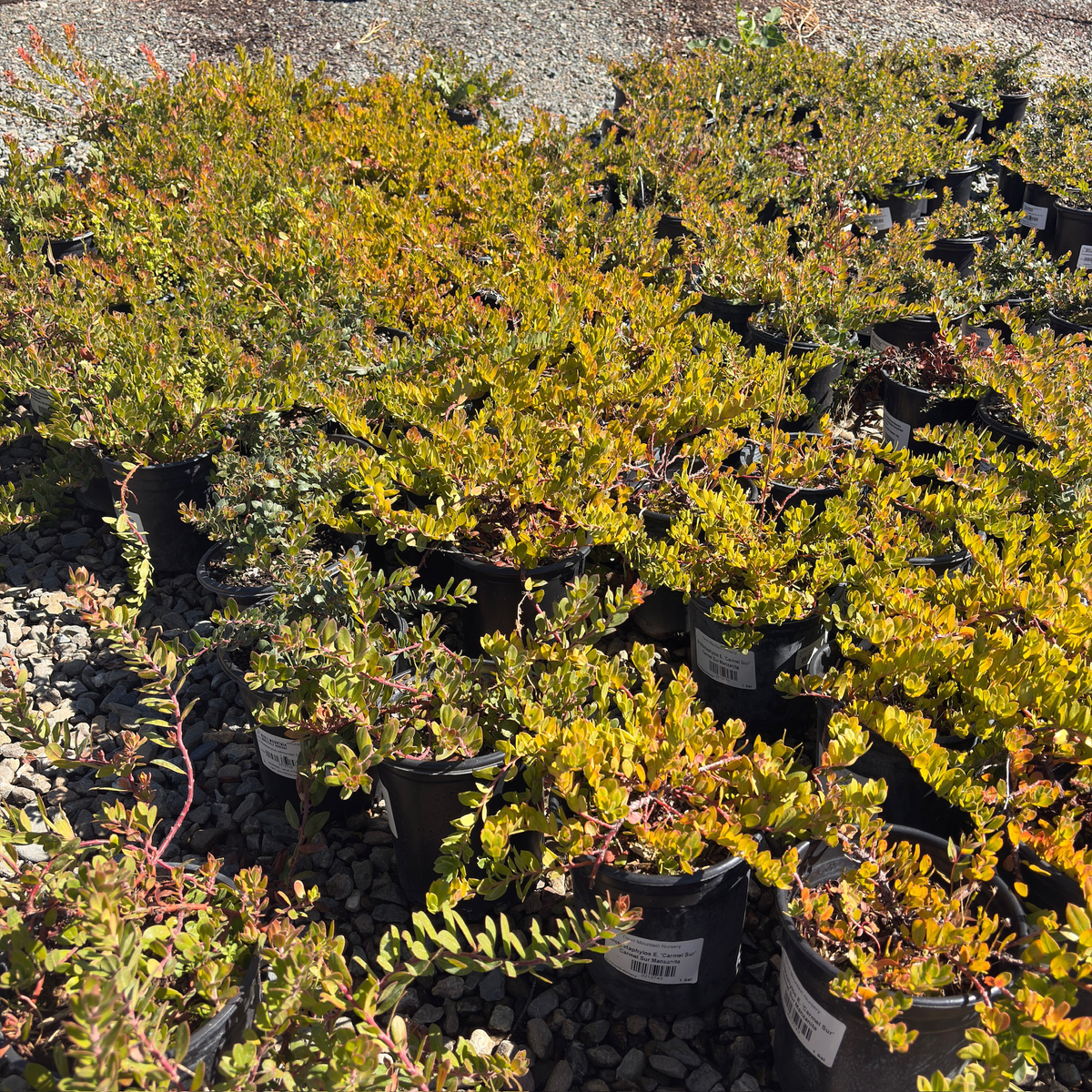 Carmel Sur Manzanita