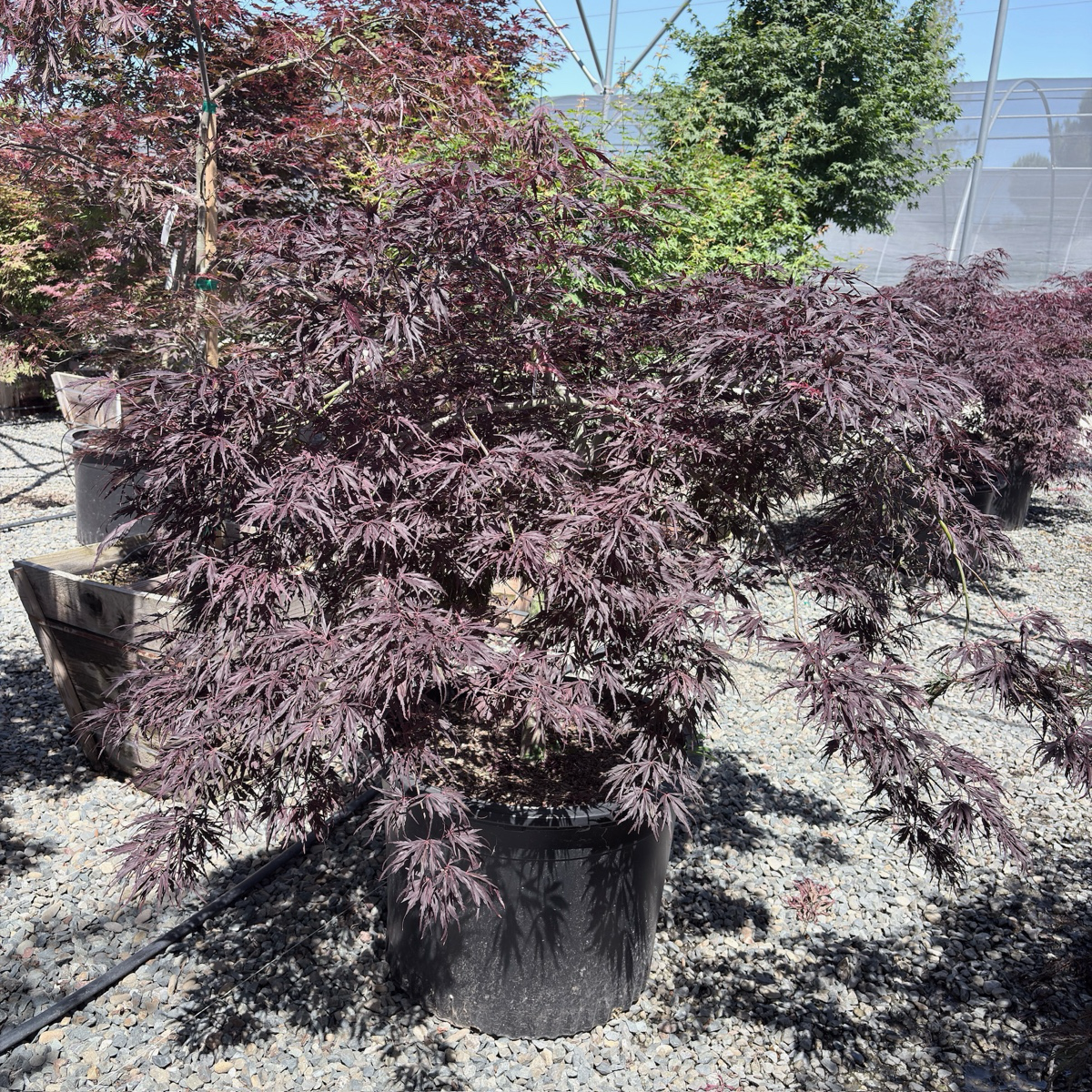 Tamukeyama Lace Japanese Maple