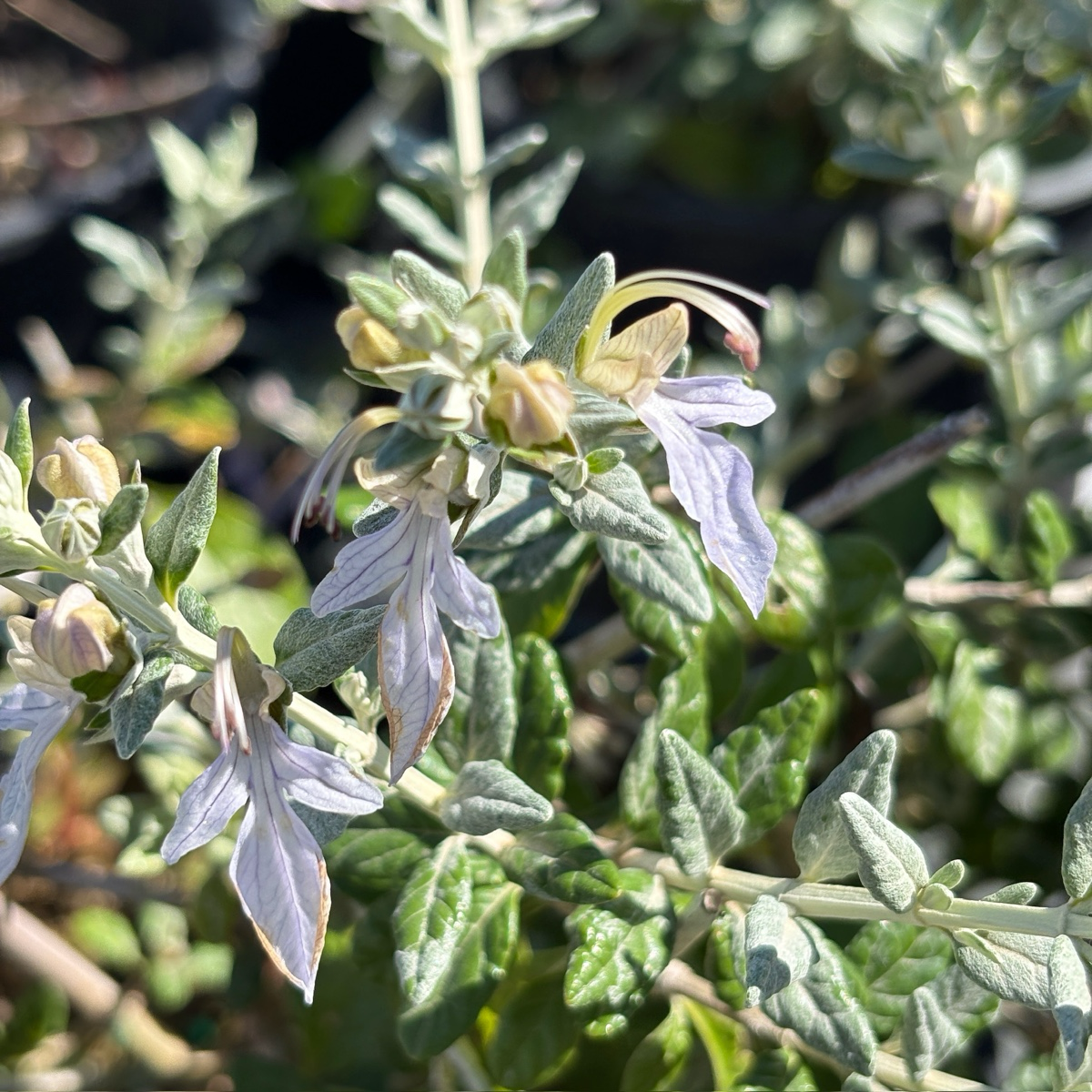 Bush Germander