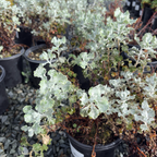 Ashyleaf Buckwheat