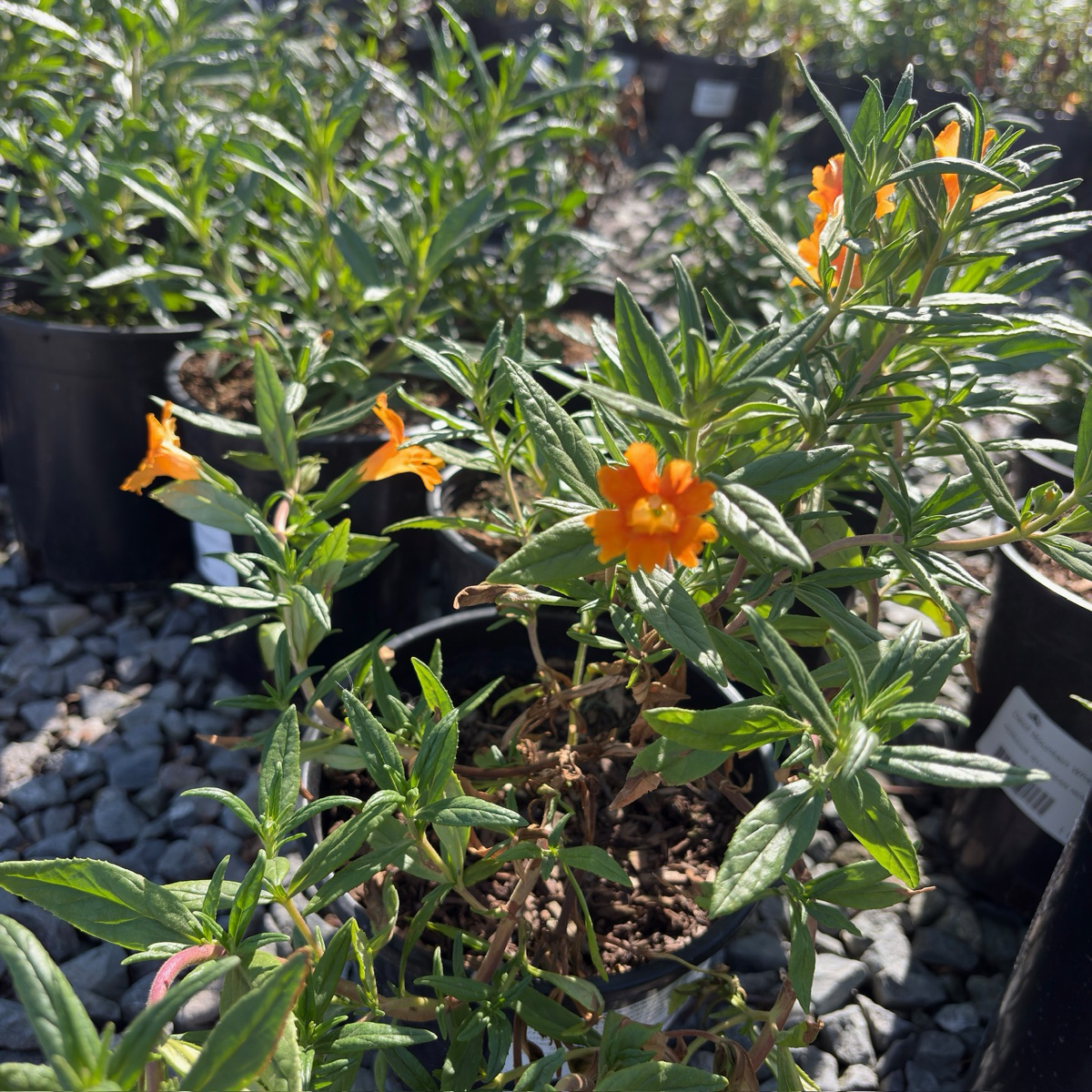 Jelly Bean Monkeyflower