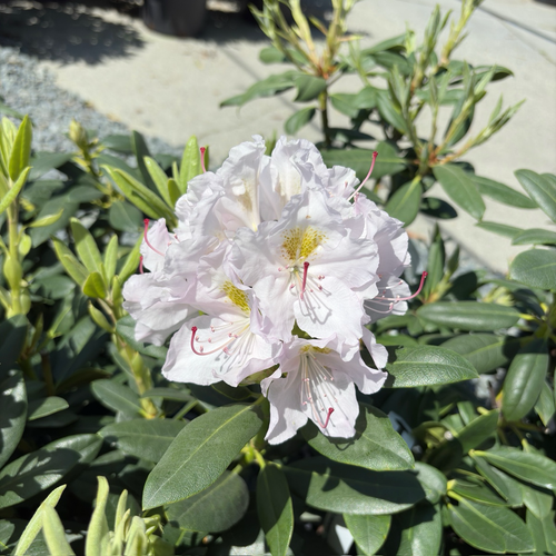 Album Catawba Rhododendron