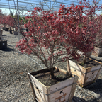Bloodgood Japanese Maple