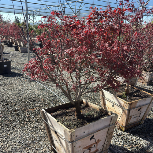 Bloodgood Japanese Maple