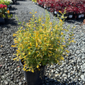 Summerlong Lemon Mexican Giant Hyssop