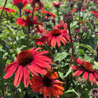 Coneflower