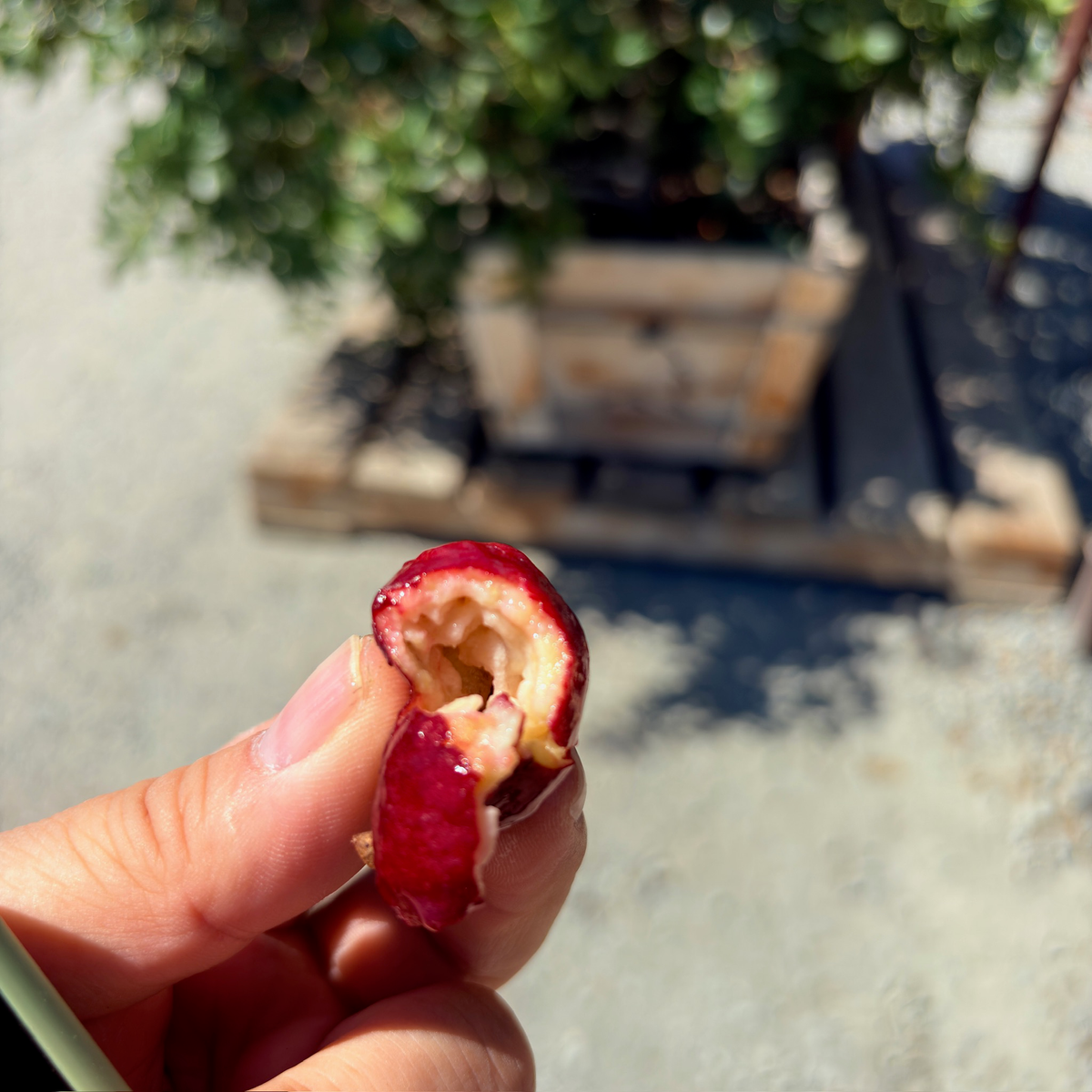 Red Strawberry Guava