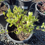 Variegated Tatarian Dogwood