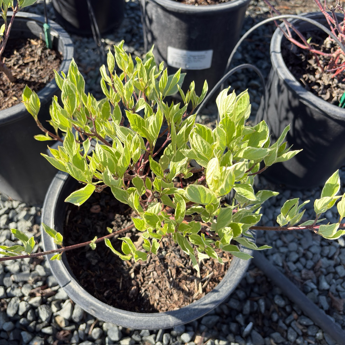 Variegated Tatarian Dogwood