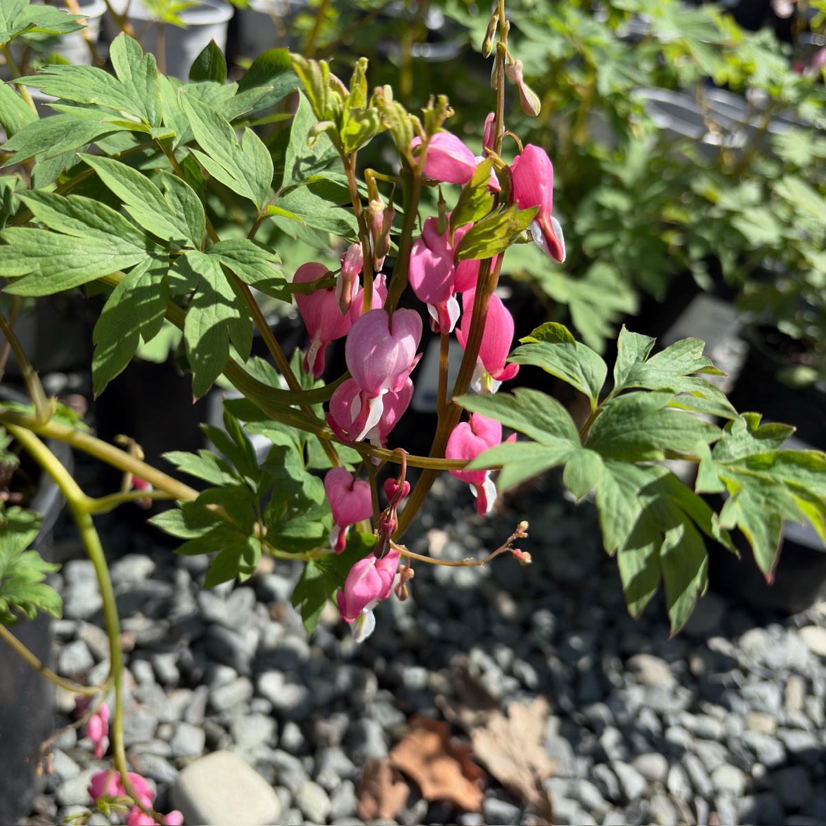 Luxuriant Bleeding Heart