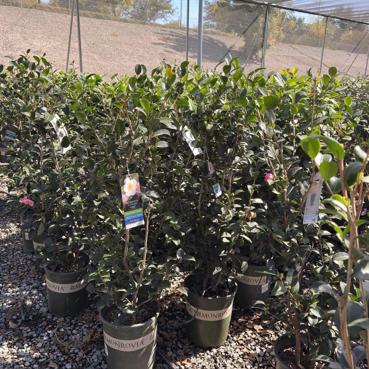 Apple Blossom Camellia