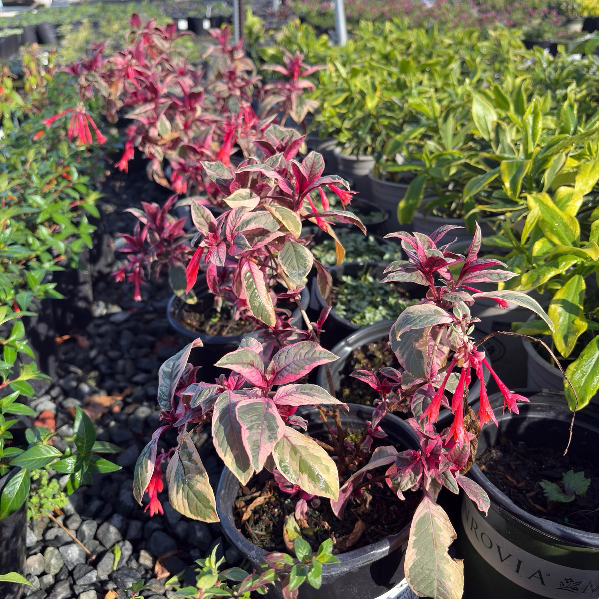 Firecracker Fuchsia