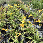 Little Miss Sunshine Daylily