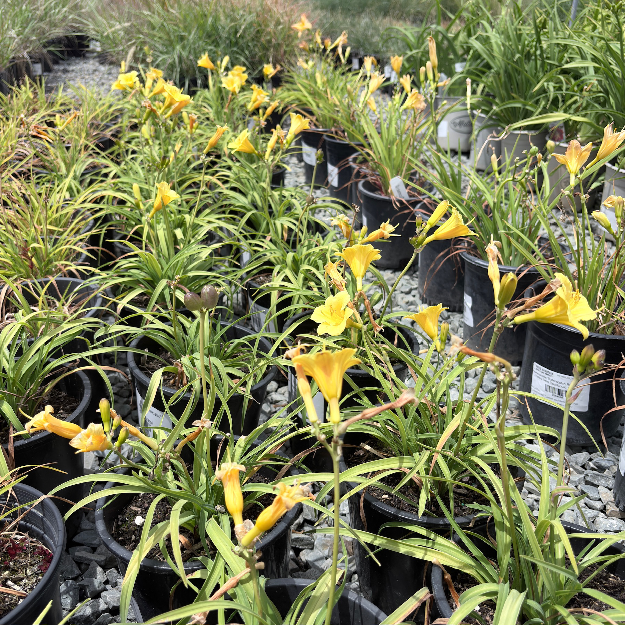 Little Miss Sunshine Daylily