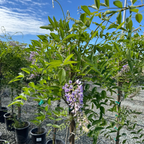 Blue Moon Kentucky Wisteria