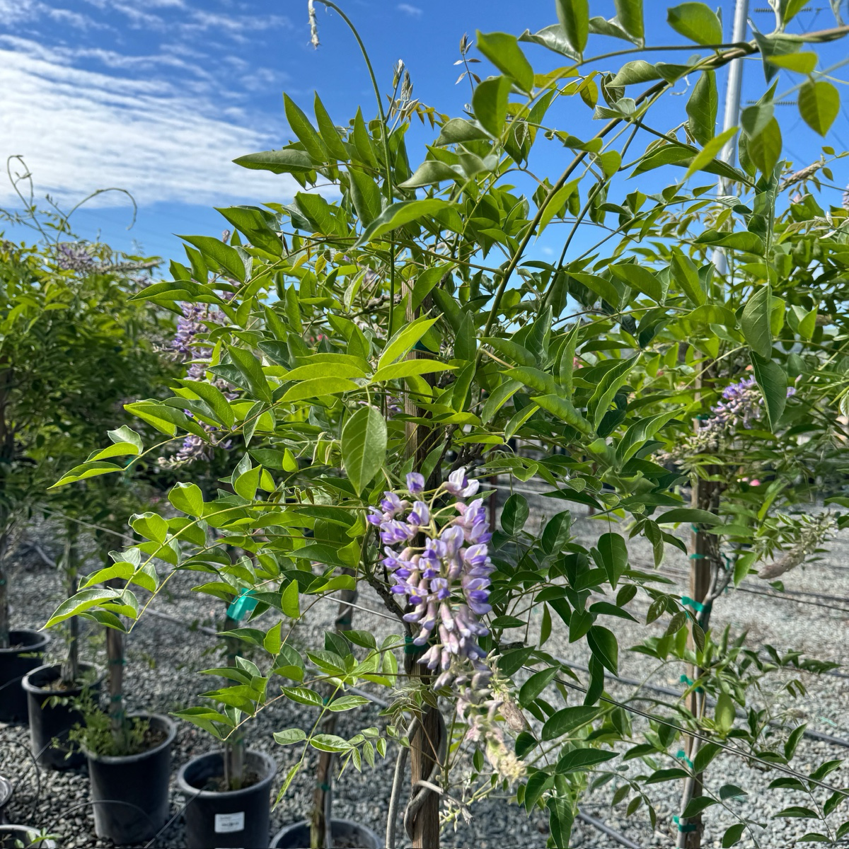 Blue Moon Kentucky Wisteria