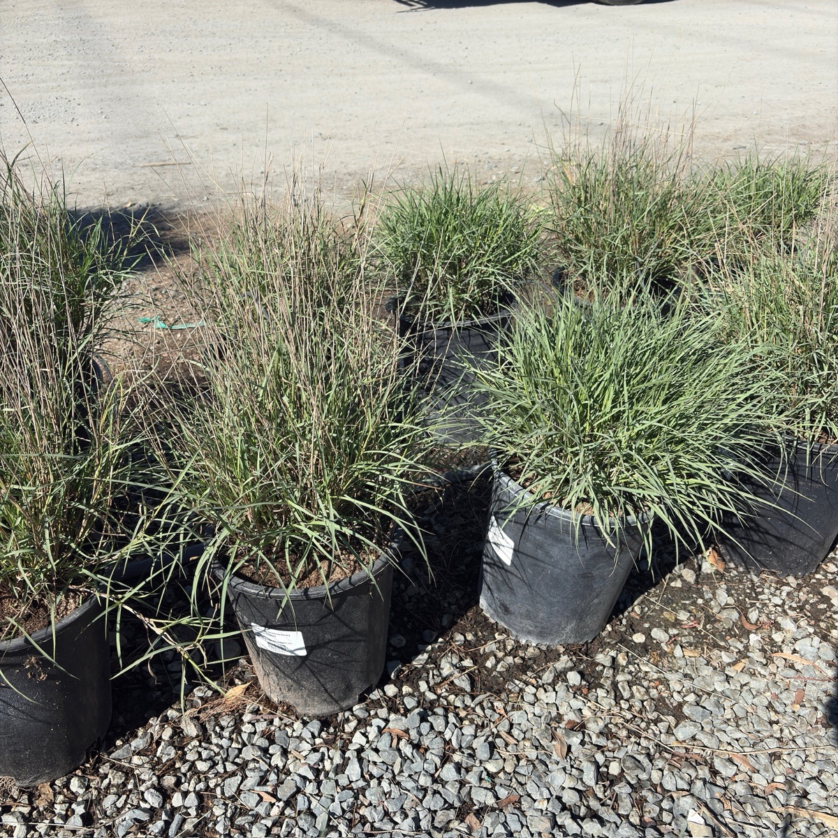 Chinese Fountain Grass