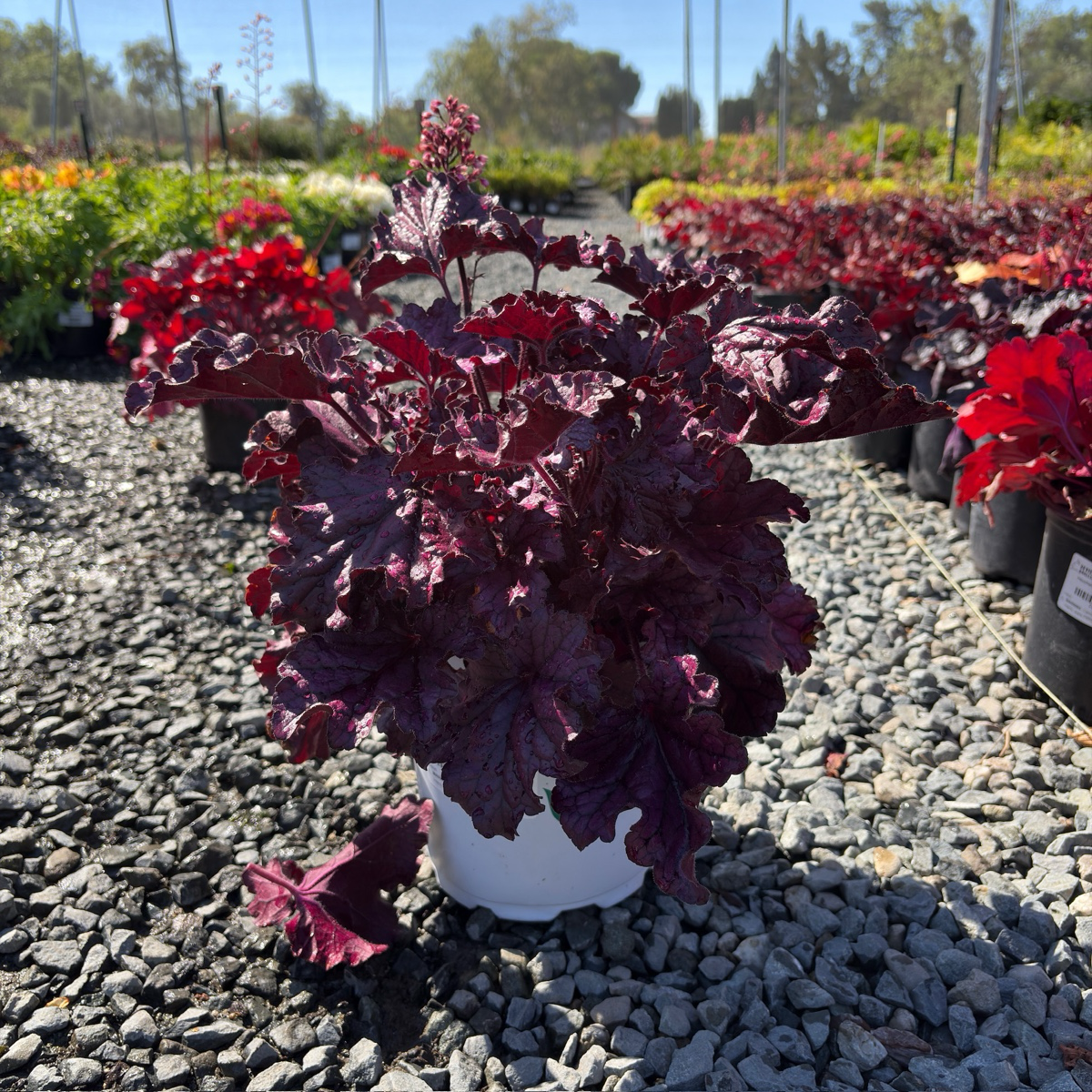 Forever Purple Coral Bells