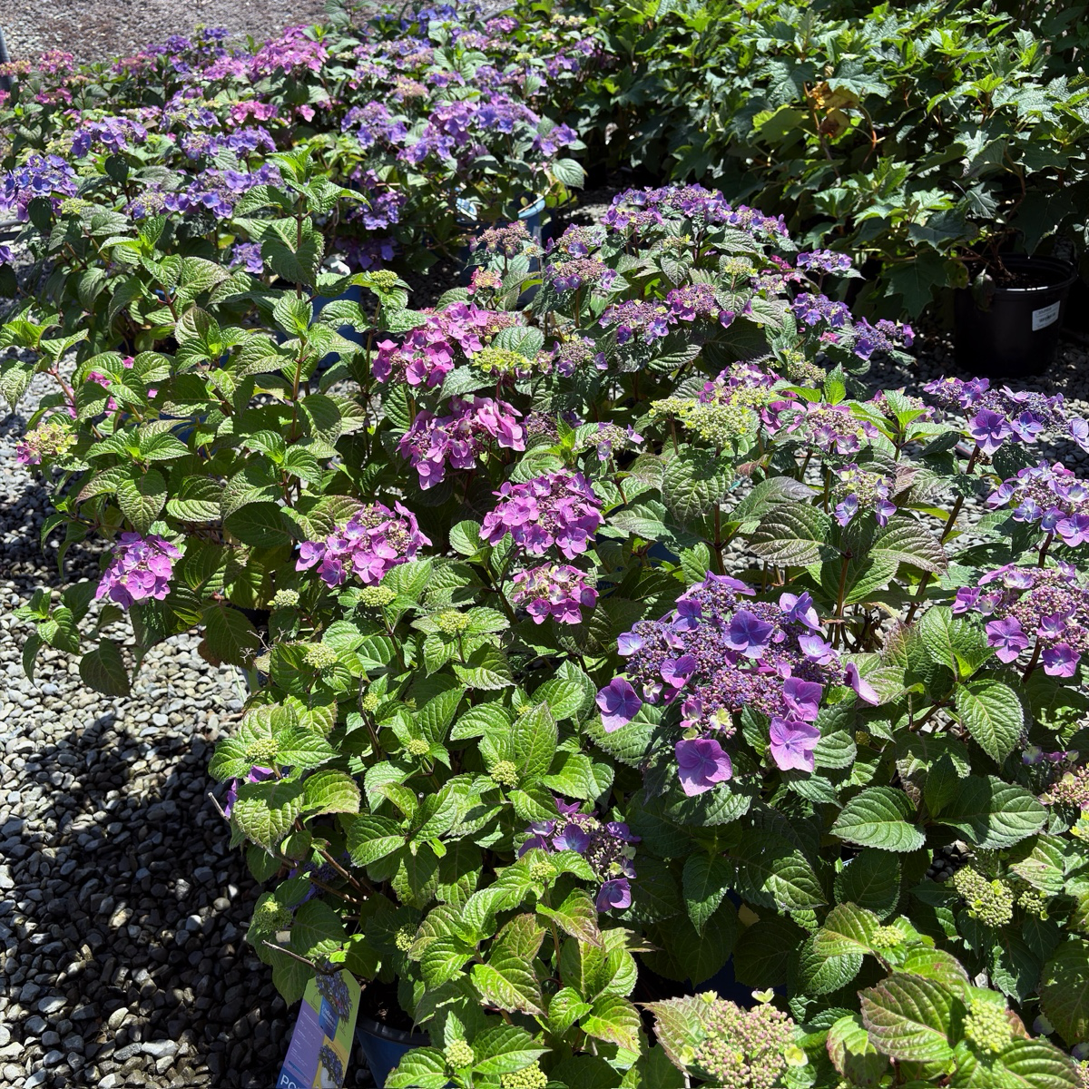 Mathilda Gutges Hydrangea