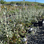 Bush Germander