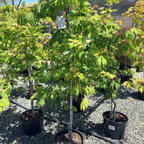 Fernleaf Fullmoon Maple