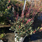 Pink Dancer Indian Hawthorn