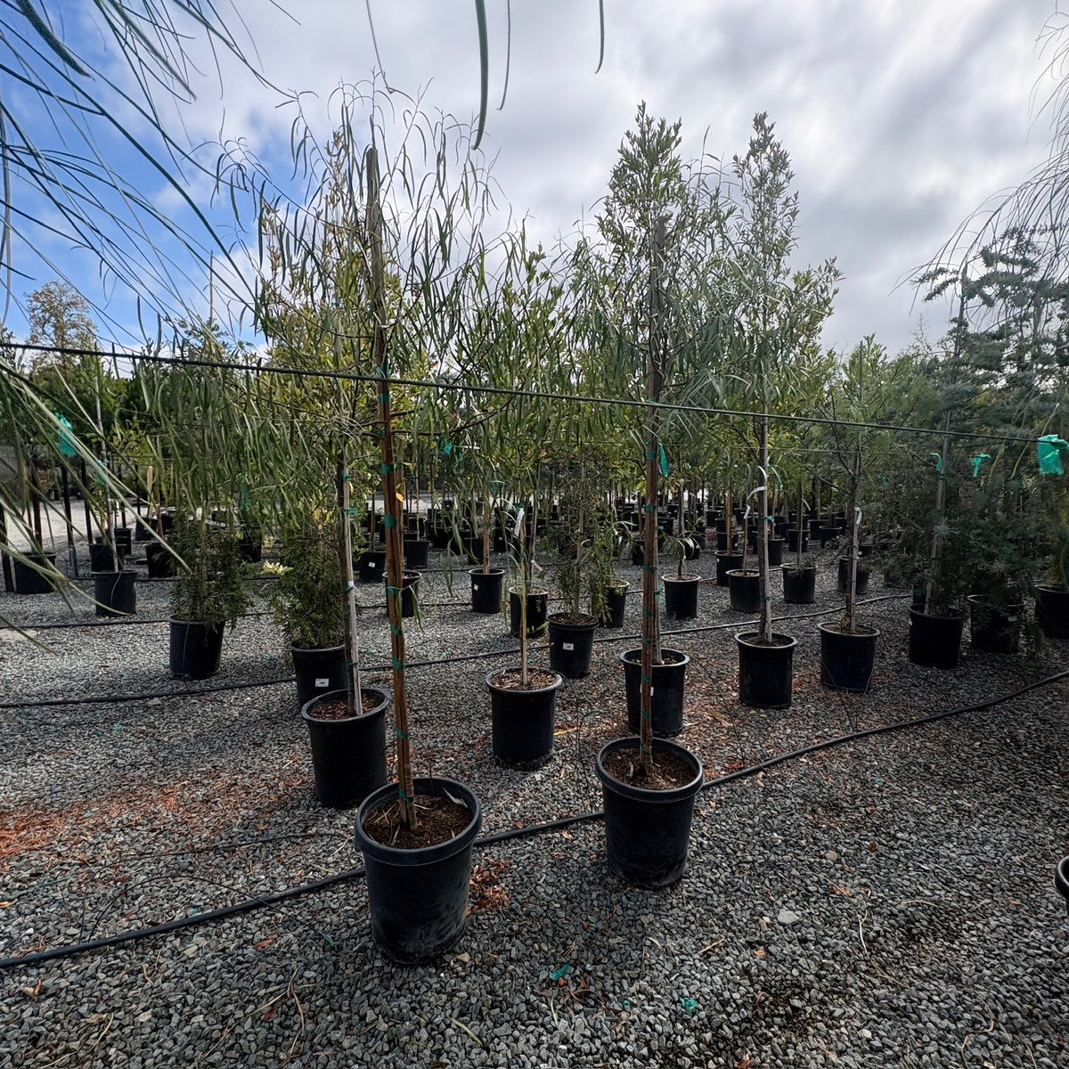 Australian Willow