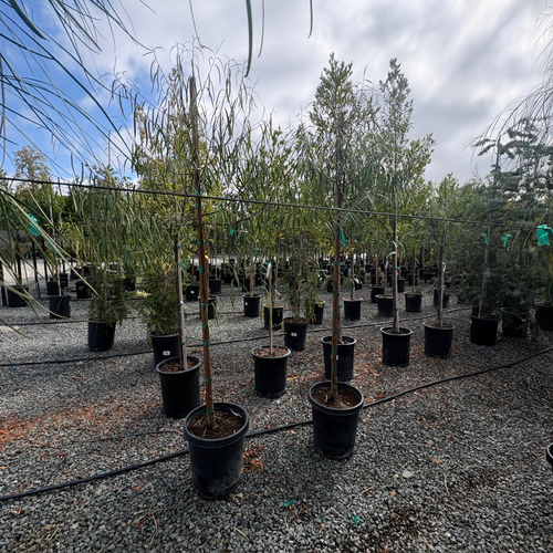 Australian Willow