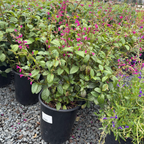Chiapas Sage