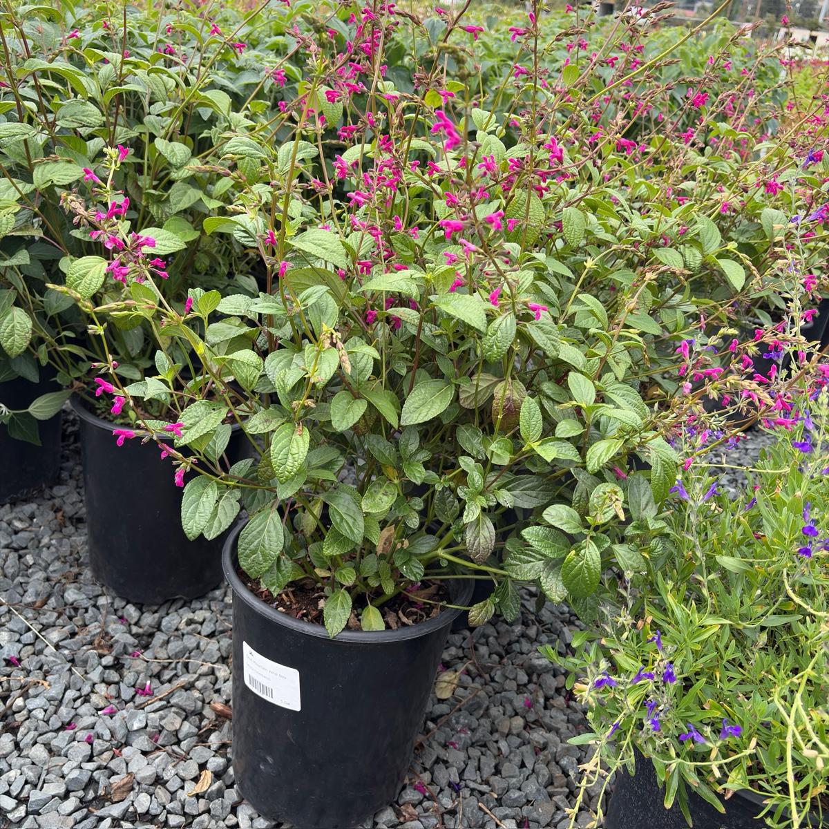 Chiapas Sage