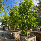 Michelia Alba Tree