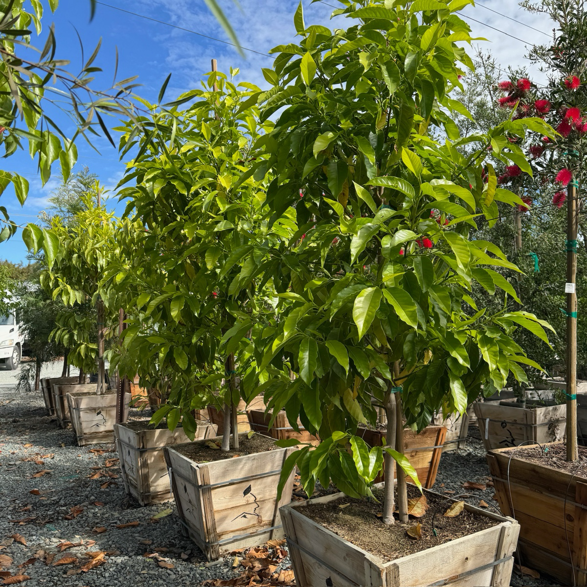 Michelia Alba Tree