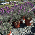Bowles' Mauve Wallflower