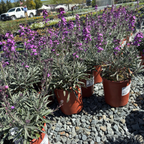 Bowles' Mauve Wallflower