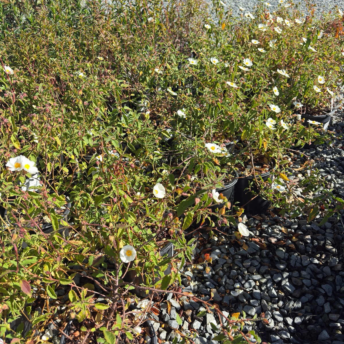 White Rockrose