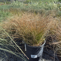 Orange New Zealand Sedge