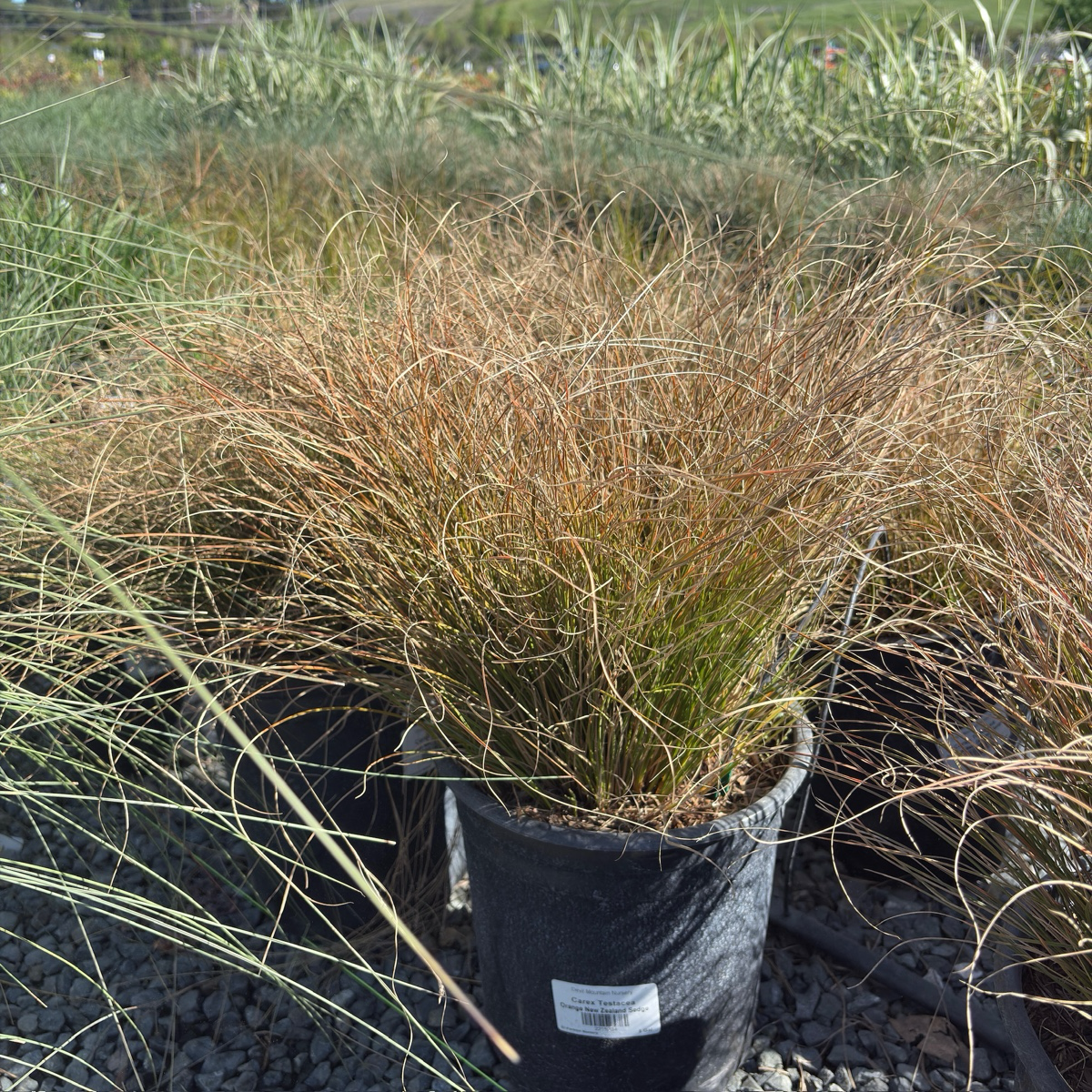 Orange New Zealand Sedge