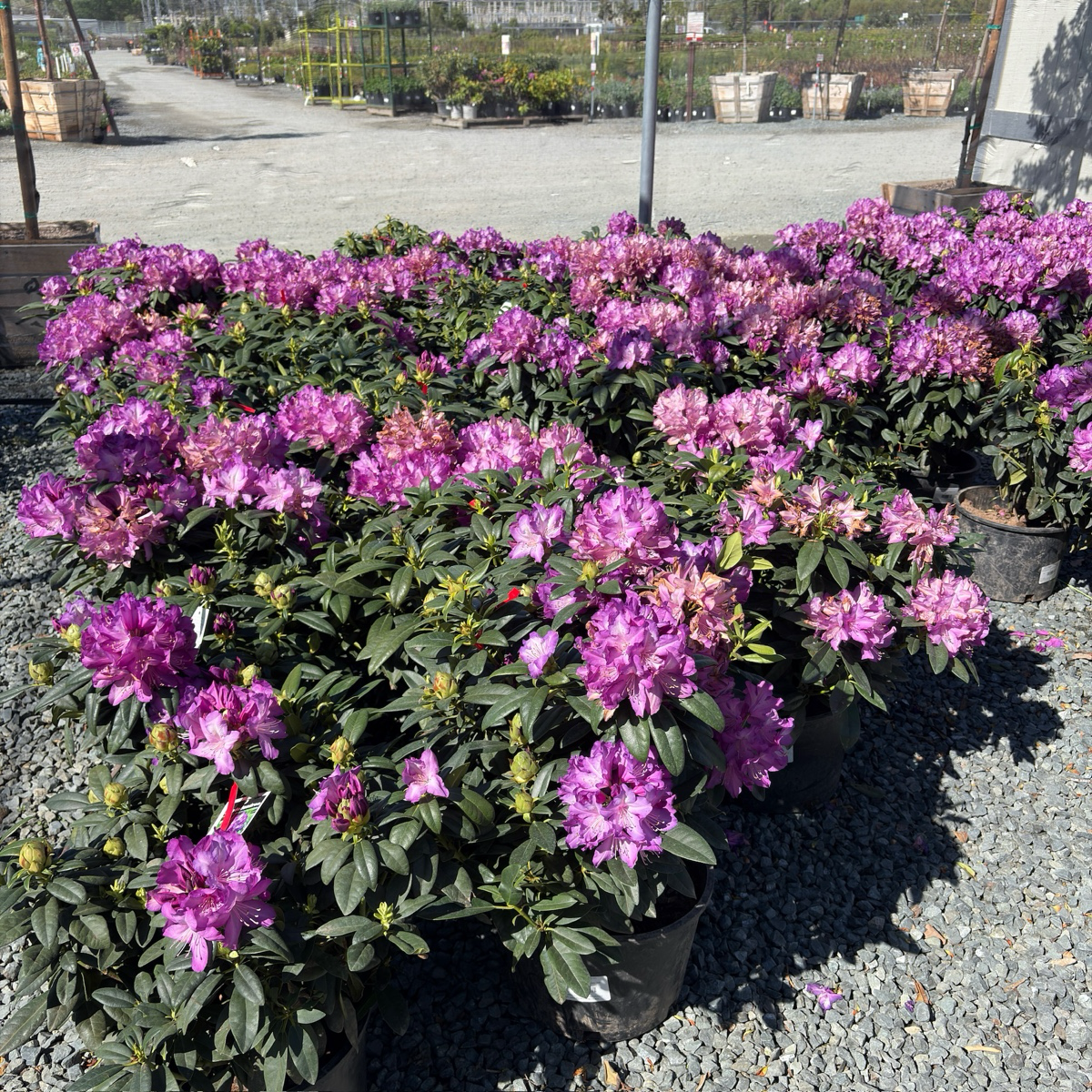Purple Passion Rhododendron