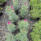 Double Pink Marguerite Daisy