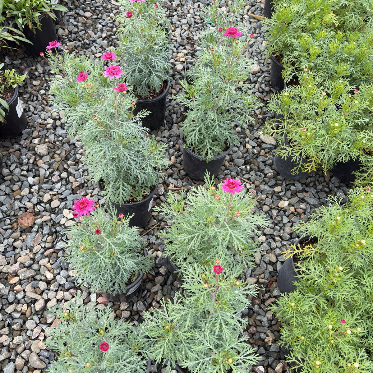 Double Pink Marguerite Daisy