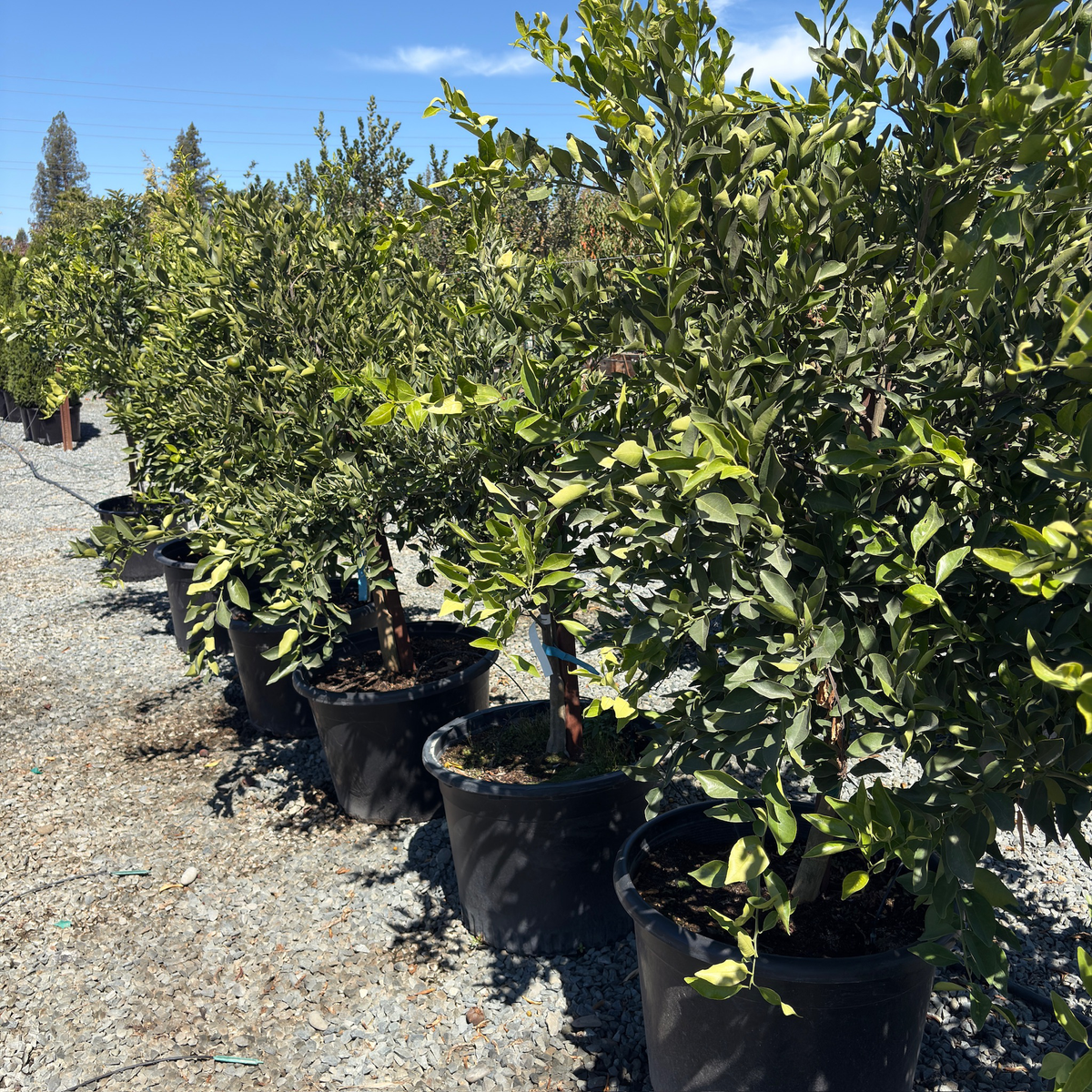 Dancy Mandarin Tree