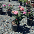 Angel Face Rose