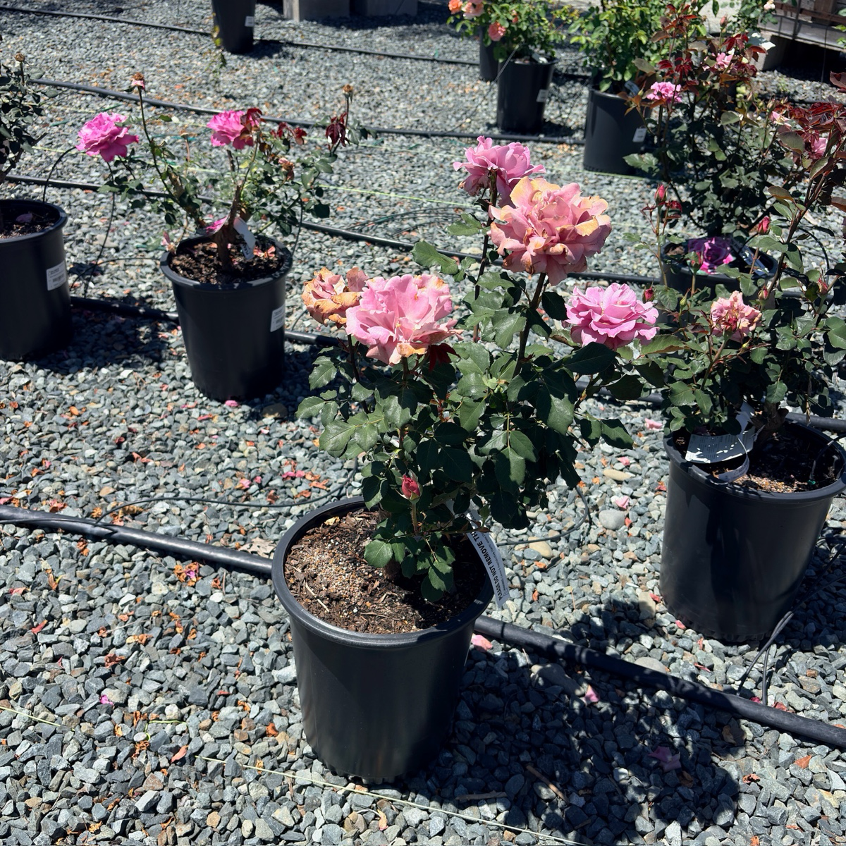 Angel Face Rose