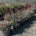 Brakelights Red Yucca