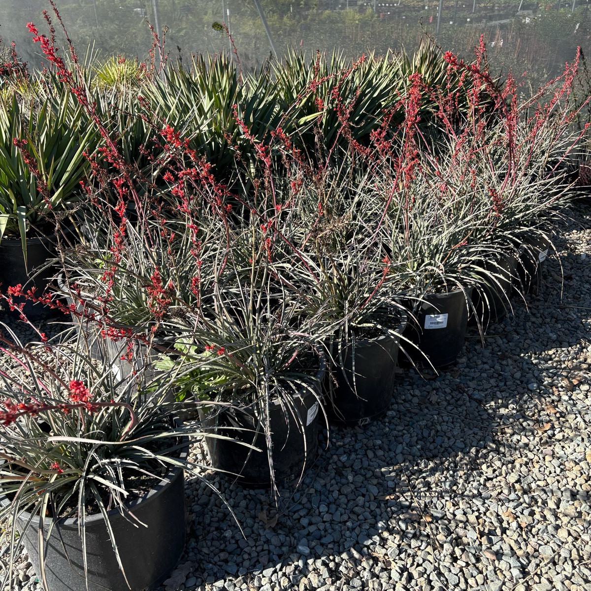 Brakelights Red Yucca