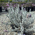 Silver Anouk Spanish Lavender